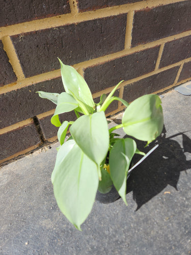 Silver Sword Philodendron Indoor Plant-Gift a Little gift shop