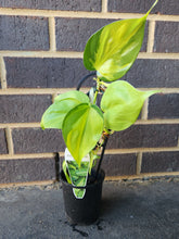 Load image into Gallery viewer, Philodendron Brasil-Gift a Little gift shop